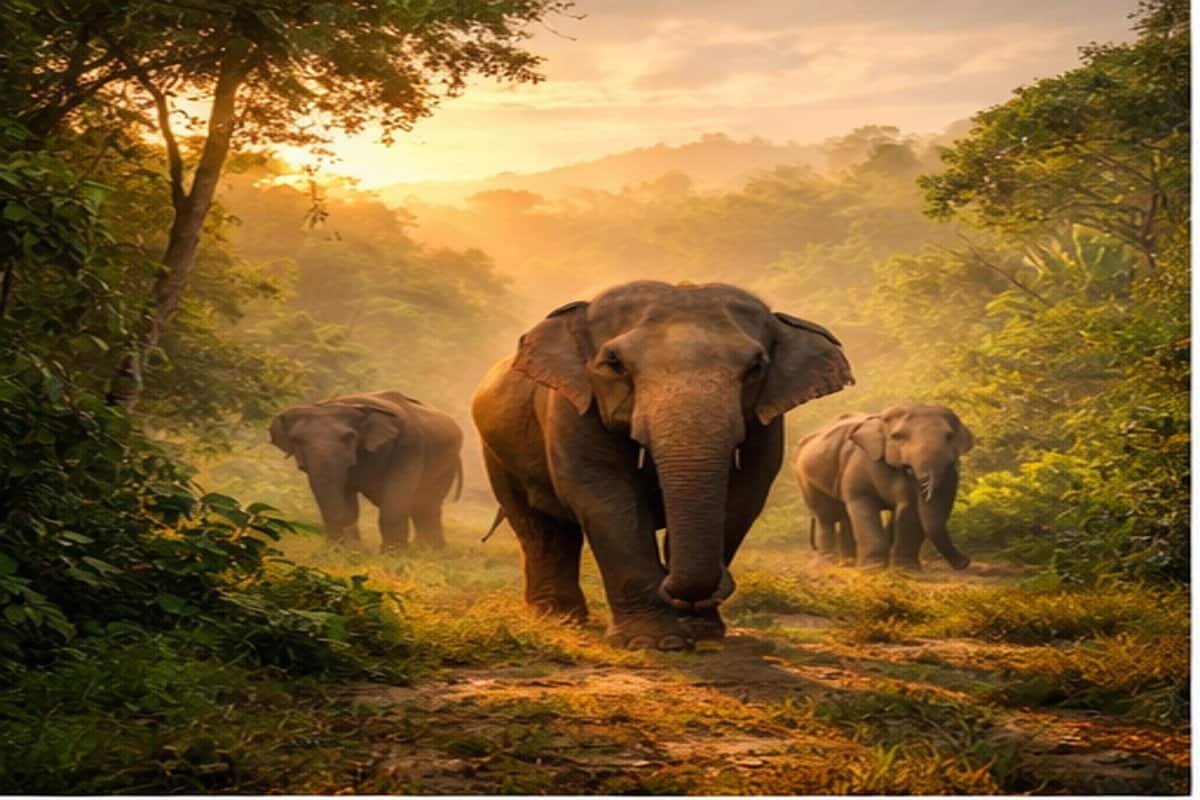 Elephants walking out of the jungle in Phuket during sunrise